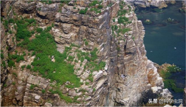 大連蛇島瘋狂“內卷”,一平方公里2萬多條蛇,島上的蛇越來越毒 大連蛇島瘋狂“內卷”,一平方公里2萬多條蛇,島上的蛇越來越毒