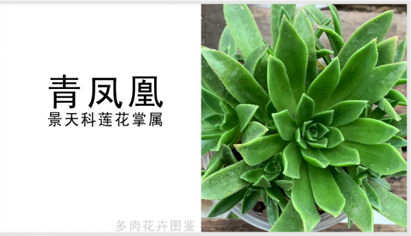 「青鳳凰」景天科蓮花掌屬多肉植物,易群生,青色系法師少見品種 「青鳳凰」景天科蓮花掌屬多肉植物,易群生,青色系法師少見品種