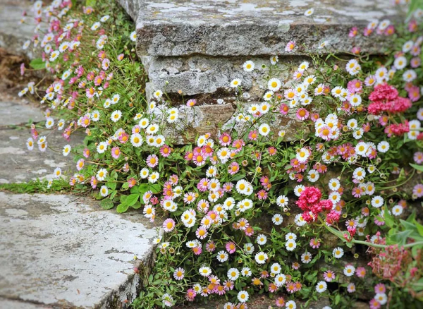 墨西哥飛蓬草,宿根花境裡高顏值、低維護植物 墨西哥飛蓬草,宿根花境裡高顏值、低維護植物