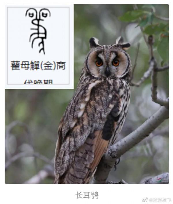 說文解字:甲骨文裡的貓頭鷹 說文解字:甲骨文裡的貓頭鷹