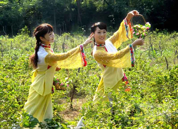 《編花籃》因署名起糾紛，作者怒討著作權，究竟誰該享有民歌版權