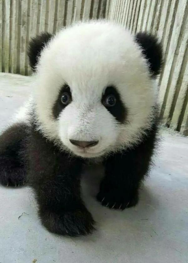 分享—大熊貓