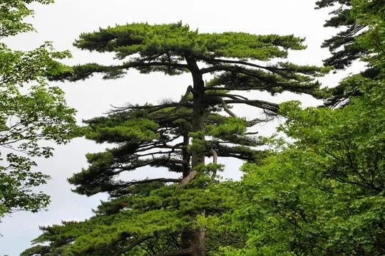“芰荷葉上難停雨,松檜枝間自有風”,詩人悟出怎樣的人生哲理? “芰荷葉上難停雨,松檜枝間自有風”,詩人悟出怎樣的人生哲理?