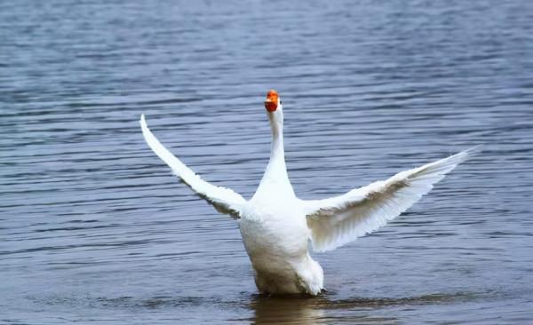 羅馬上下兩千年（二）：新生火苗難燎原？羅馬vs高盧