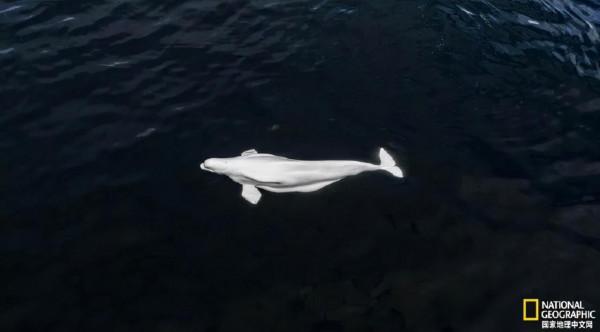 海中的“金絲雀”,走近神奇的海洋哺乳動物白鯨 海中的“金絲雀”,走近神奇的海洋哺乳動物白鯨