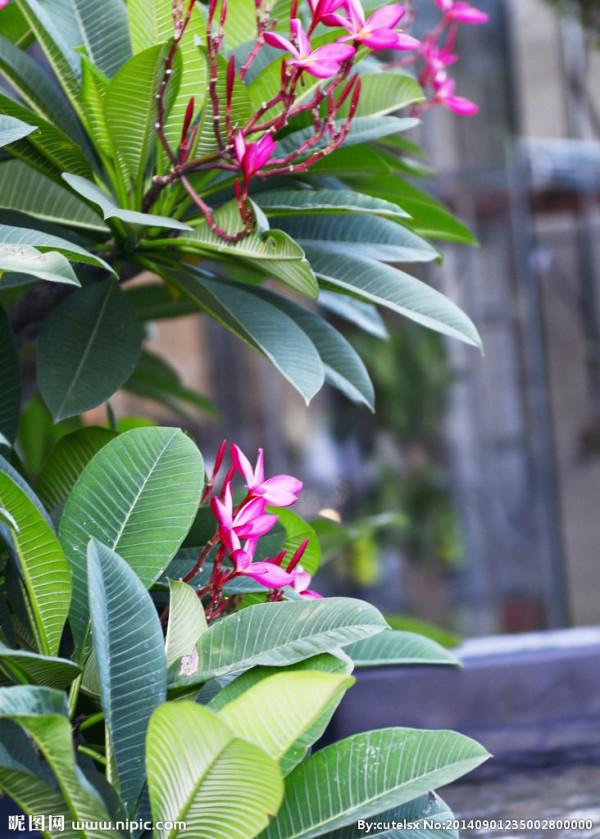 《百花集》(二百三十六) 《百花集》(二百三十六)