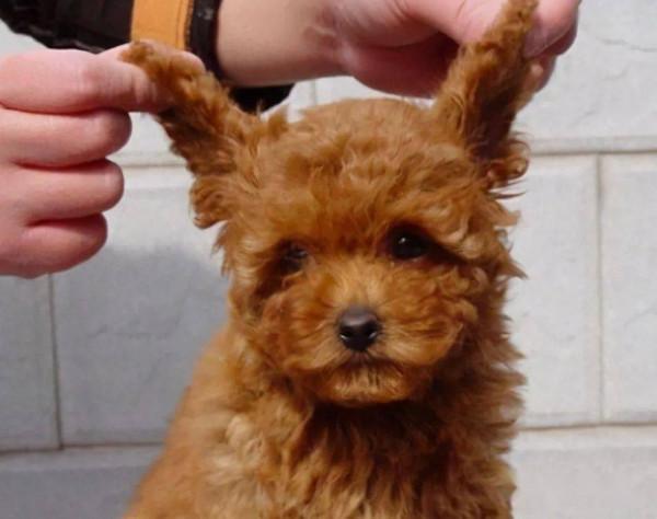 泰迪很脆弱的5個部位，再生氣也不能打，會丟了狗命的