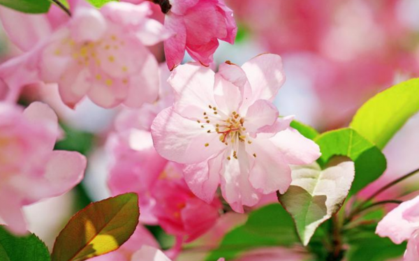 未來一週，得到吉星的眷顧，運勢暴漲，賺錢的門路變寬