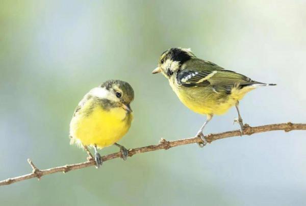 62對愛情鳥大比拼欣賞