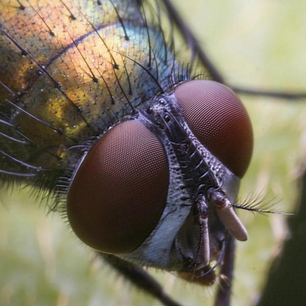 昆蟲的複眼 昆蟲的複眼