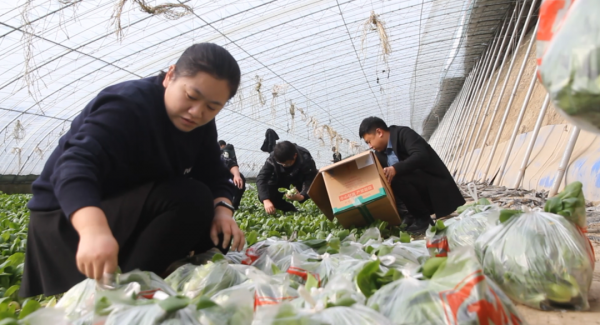 美麗鄉村行 &vert; 田園採摘樂趣多