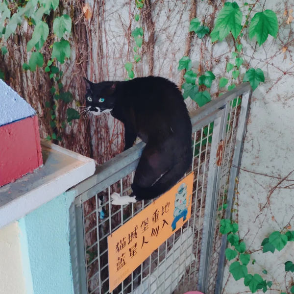 小廢貓要鹹魚翻身了咩? 小廢貓要鹹魚翻身了咩?