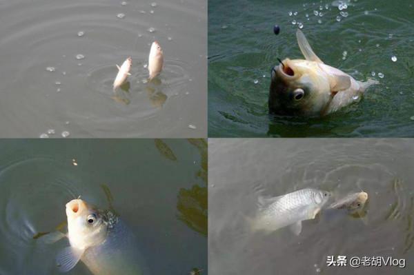 調漂到底準不準,只要符合這兩個標準,調漂就是靠譜的 調漂到底準不準,只要符合這兩個標準,調漂就是靠譜的