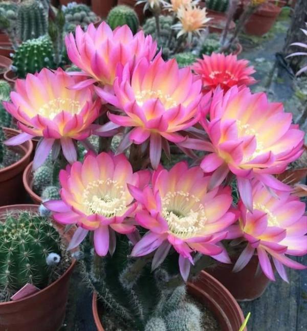 7個懶人花,人稱“不死花”,開花勝牡丹,紅火又旺家 7個懶人花,人稱“不死花”,開花勝牡丹,紅火又旺家