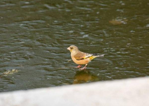 喜慶小鳥金翅雀蹦蹦跳跳報春來