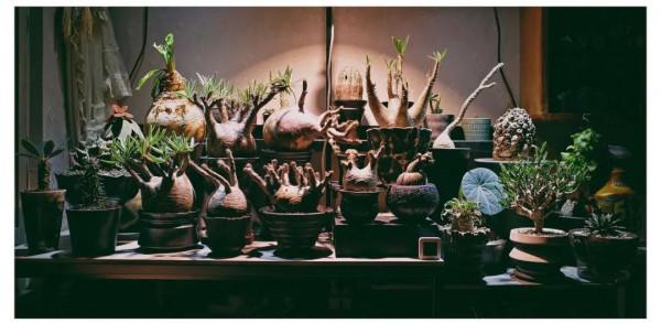 塊根｜在水泥世界中綻放的生命花火