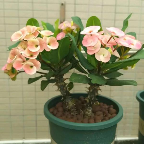 不能養在室內的五種花，別瞎往屋裡搬