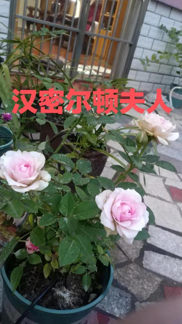 請您欣賞老家室外最後一波月季花