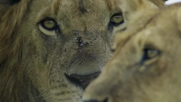 16部超讚自然紀錄片，讓孩子足不出戶看到地球的“真實面目”！