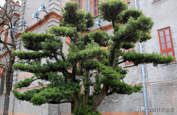 庭院常見的5種“吉祥樹”,高雅大氣有品位,養成老樁更“旺家” 庭院常見的5種“吉祥樹”,高雅大氣有品位,養成老樁更“旺家”