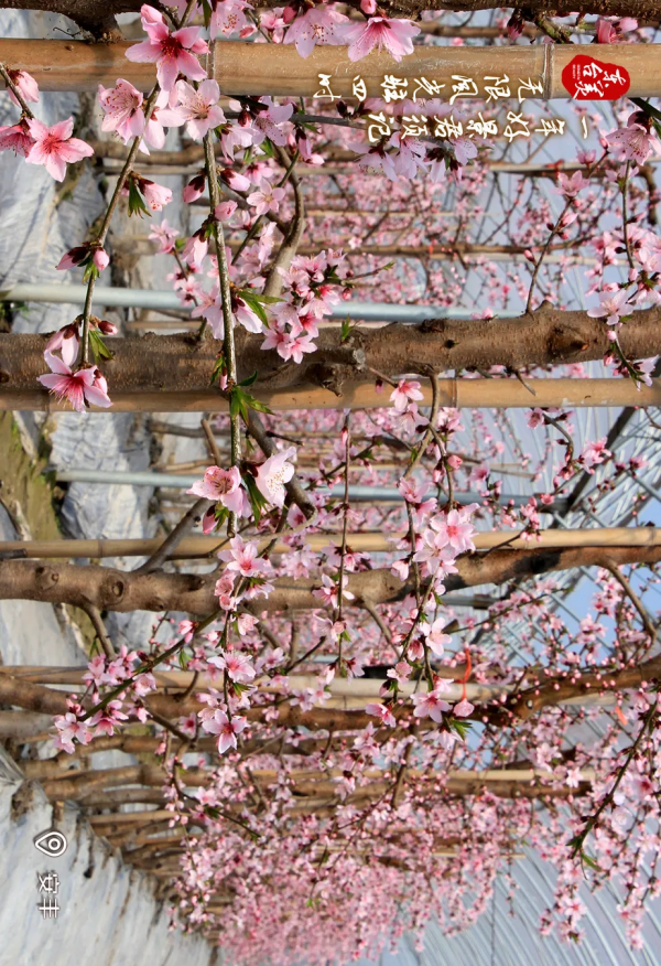 一起走過東臺最美的四季