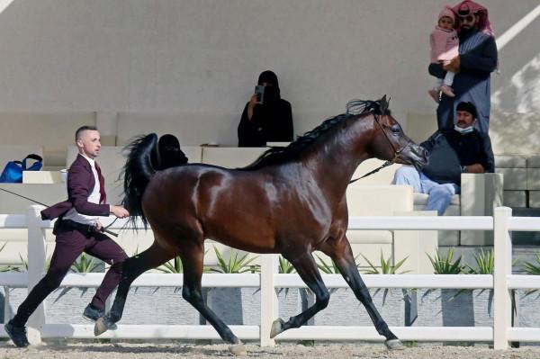 科威特舉行&OpenCurlyDoubleQuote;阿拉伯馬節&rdquo;