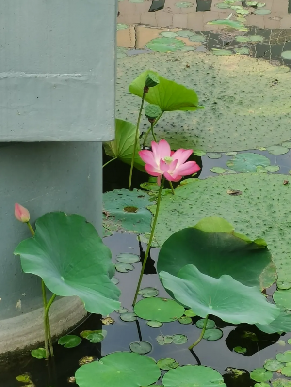 孩子一歲半，內向的我轉行成為親子溝通講師