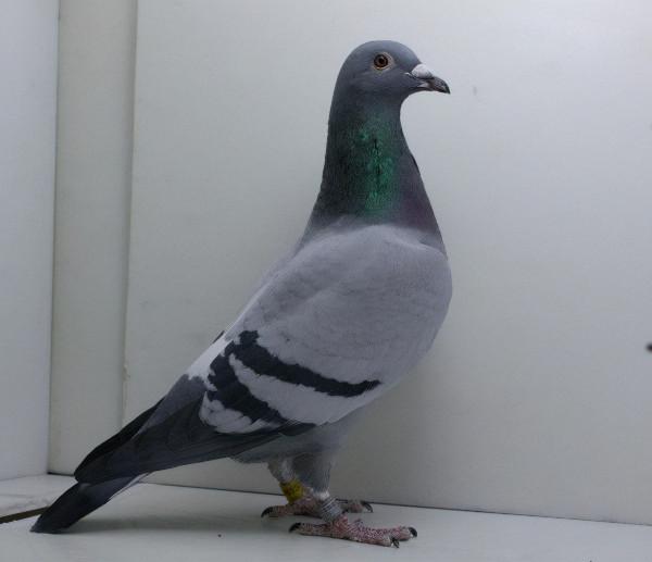 如何打造一群善於家飛的信鴿？