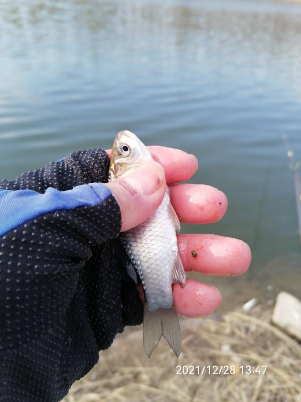 不斷改變作釣思路，寒冷冬季也能釣大板鯽