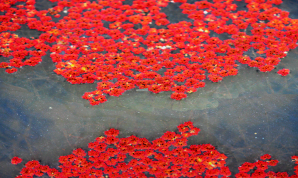 4900萬年前,紅萍曾“冰封地球”,如今能再次現身拯救人類嗎? 4900萬年前,紅萍曾“冰封地球”,如今能再次現身拯救人類嗎?