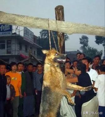 幾個十歲的娃娃,竟然把日本狼犬用魚鉤釣死了 幾個十歲的娃娃,竟然把日本狼犬用魚鉤釣死了