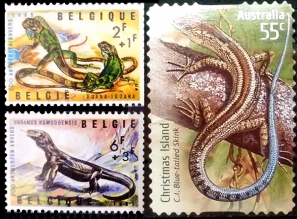 盧伯雄 | 以虎命名的動物 盧伯雄 | 以虎命名的動物