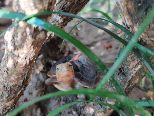 烏龜冬眠小貼士