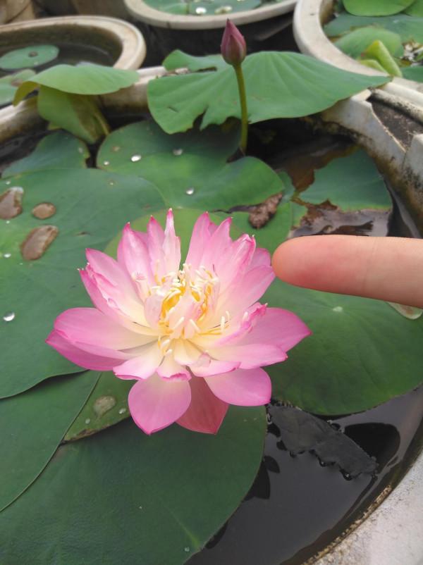 7種“美麗花”，但卻個個“不吉利”，養了很糟心，看看你養了沒