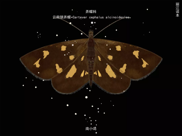 【COP15】看！這一隻只“會飛的花朵”