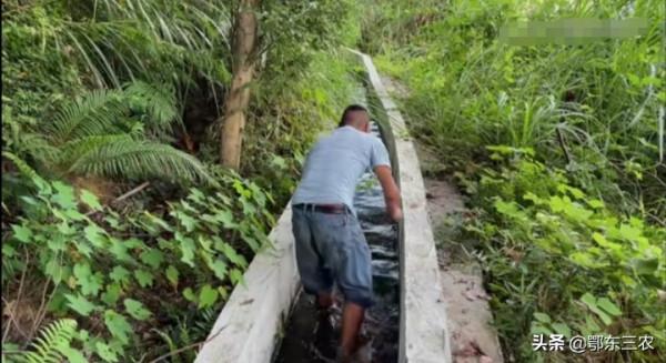 江西小夥利用一千米的水渠養殖石螺起家,今年創造收入24萬元 江西小夥利用一千米的水渠養殖石螺起家,今年創造收入24萬元