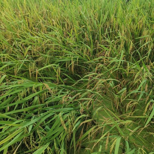 茄子花,豇豆花,爬豆花,豇豆花,還有田地裡的農作物和蝦蟹田 茄子花,豇豆花,爬豆花,豇豆花,還有田地裡的農作物和蝦蟹田