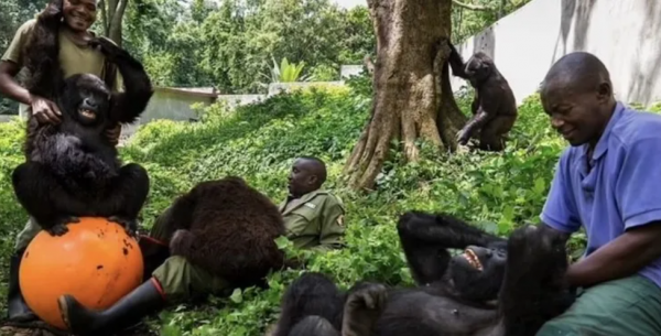 全世界最會凹造型的大猩猩，被“奶爸”呵護14年後，還是去世了
