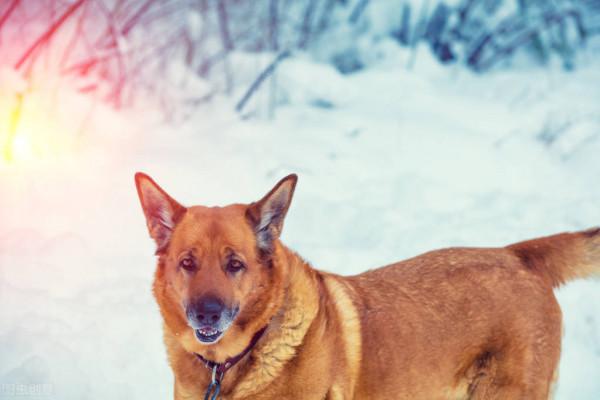 村子裡流浪的大黃狗,開始被村裡人追殺,最後成為狗王奮起反抗 村子裡流浪的大黃狗,開始被村裡人追殺,最後成為狗王奮起反抗