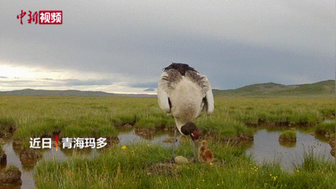 這輩子一定要去趟這個公園 在這裡“有種愛叫放手” 這輩子一定要去趟這個公園 在這裡“有種愛叫放手”