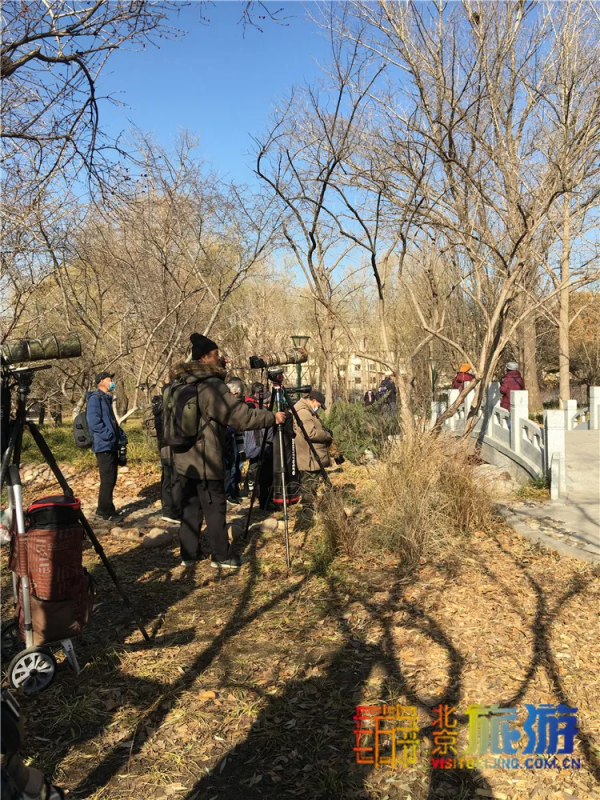 唯美浪漫！京城這個公園的水杉還紅著，錯過等明年~【送年票】