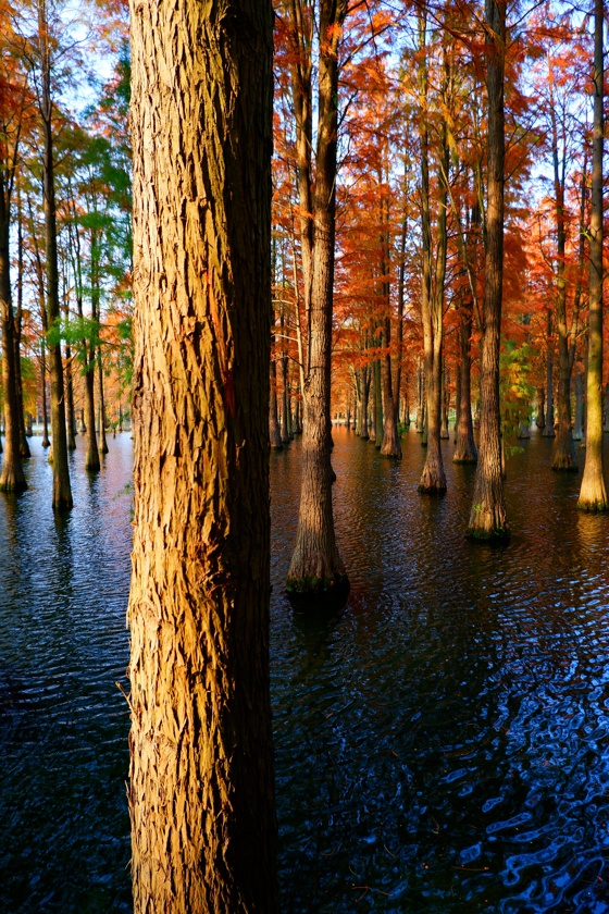 最佳觀賞季來了！上海唯一“水上森林”已紅透