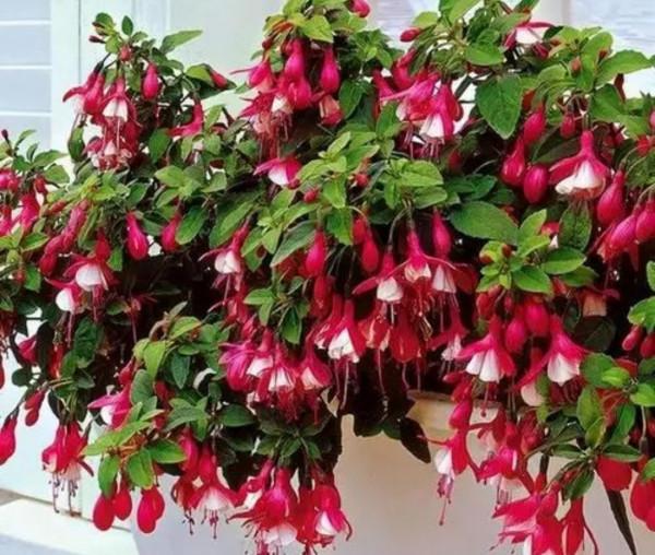 6種花“很怕曬”，光照太強容易黃葉枯萎，難怪養不好