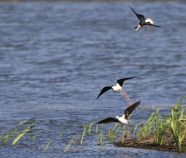 生活在溼地的鷸鳥