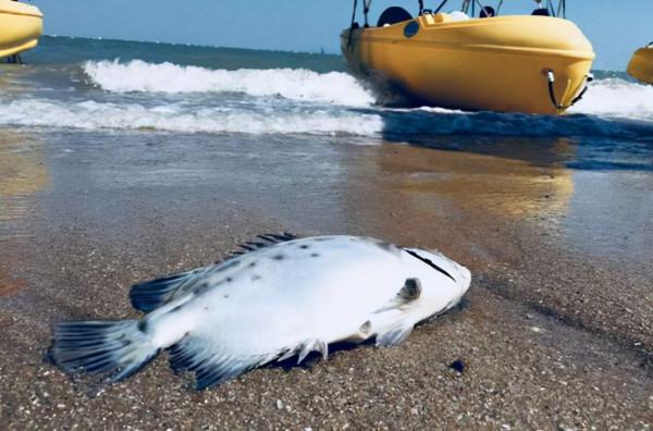 日本近海又出現大量死魚，密密麻麻浮在海面上，為什麼會這樣？