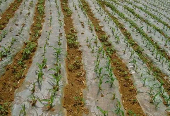 湯加火山噴發，北方農民需要注意全球氣溫變冷，選擇科學種地技巧