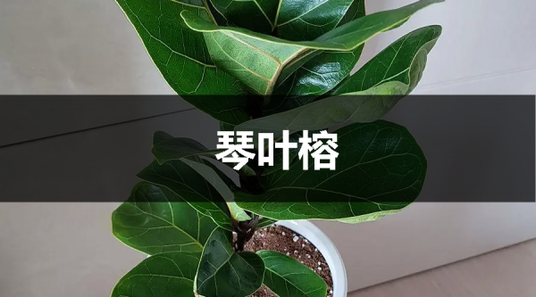 這樣裝修既漂亮又實用，引起極度的舒適感