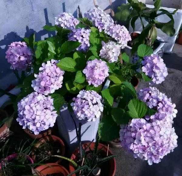 這4種花超愛“雨水”,下雨就搬出去,淋幾次就爆盆,越淋越旺 這4種花超愛“雨水”,下雨就搬出去,淋幾次就爆盆,越淋越旺