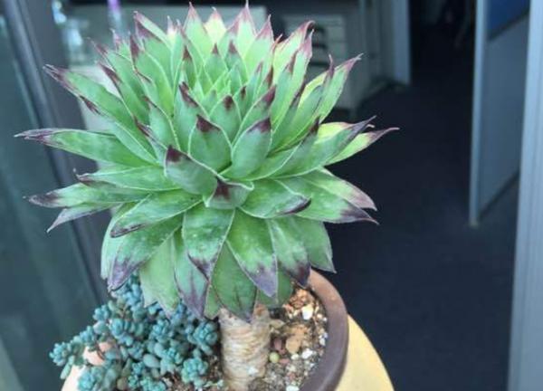 6種便宜花，用心養一年，麻雀變鳳凰，越養越精貴