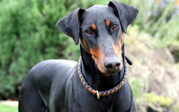 杜賓犬為什麼“不常見”，難養在哪裡